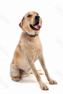 labrador retriever
