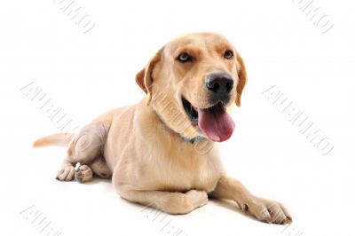 labrador retriever