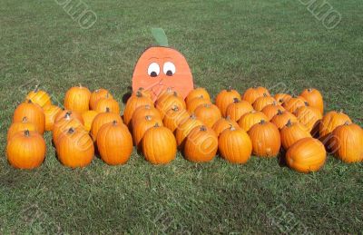 Pumpkins in grass field by a Pumpkin Patch