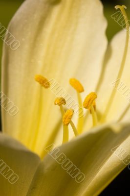 Yellow Flower
