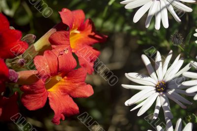 Red Flowers