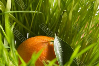 Orange Tangerine