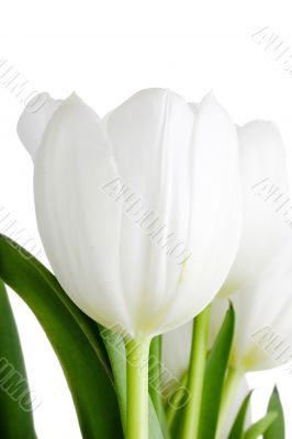 White Tulip