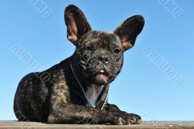 puppy french bulldog