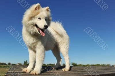 puppy samoyed dog