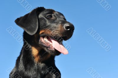 puppy beauceron