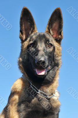 puppy malinois