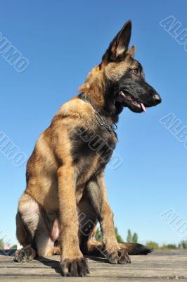 puppy malinois