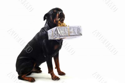 rottweiler and gift