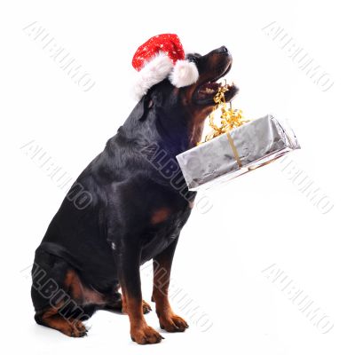 rottweiler, gift and woman