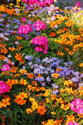 Colorful summer garden