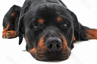rottweiler