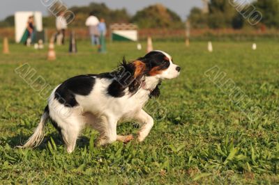 running cavalier king charles