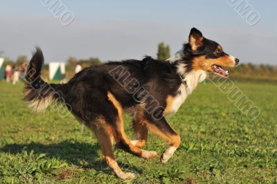 running, australian shepherd