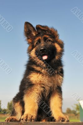 puppy german shepherd
