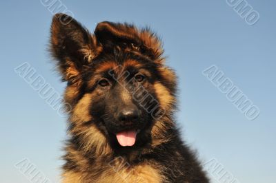 puppy german shepherd
