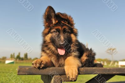 puppy german shepherd