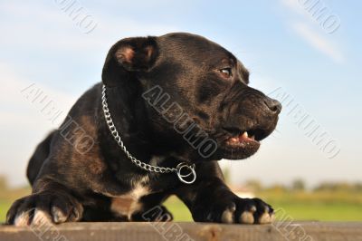 staffordshire bull terrier