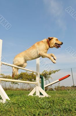 labrador retriever in agility