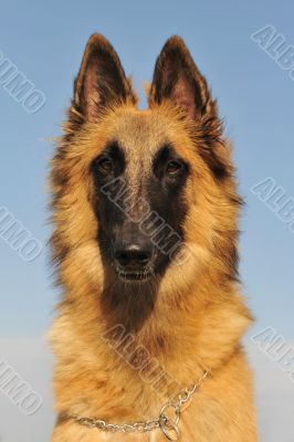 belgian shepherd tervueren