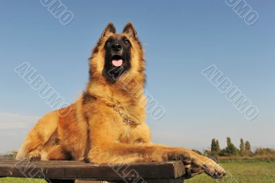 belgian shepherd tervueren