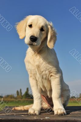 puppy golden retriever