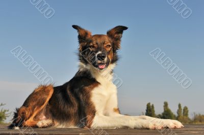 border collie