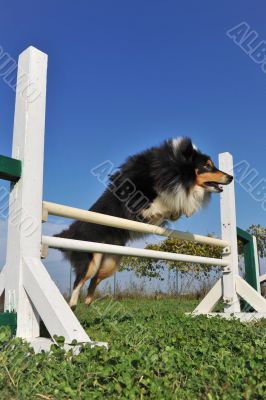 shetland in agility