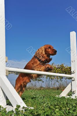 cocker spaniel in agility