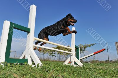 rottweiler in agility
