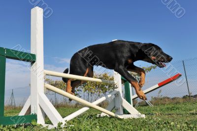 puppy beauceron in agility