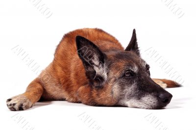 old malinois