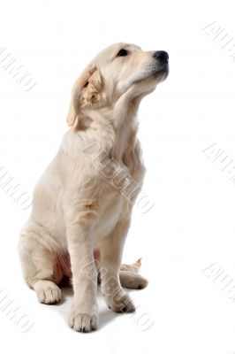 puppy golden retriever