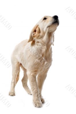 puppy golden retriever