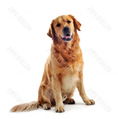 golden retriever