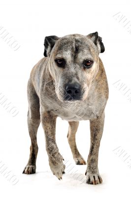 old american staffordshire terrier