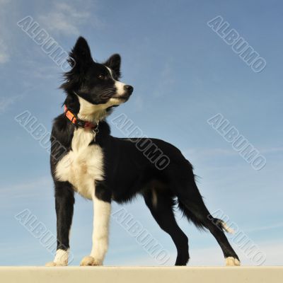 puppy border collie