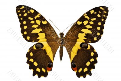 black and yellow butterfly