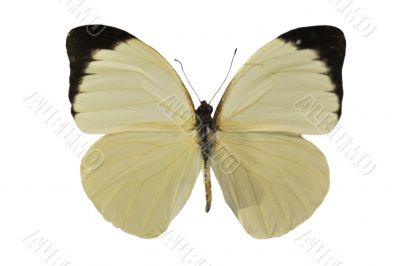 Pieris brassicae