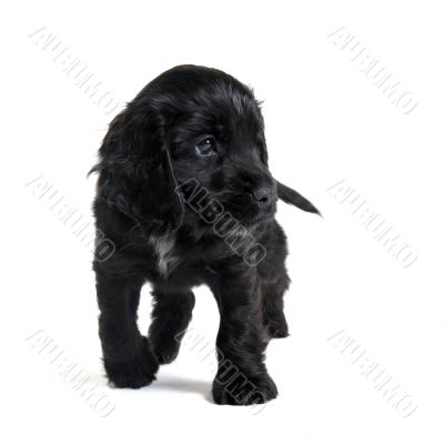 puppy english cocker