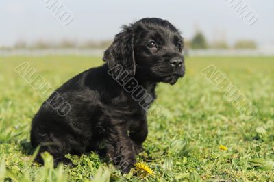 puppy english cocker