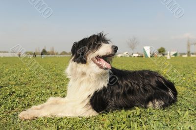 bearded collie