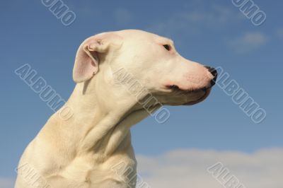 puppy dogo argentino