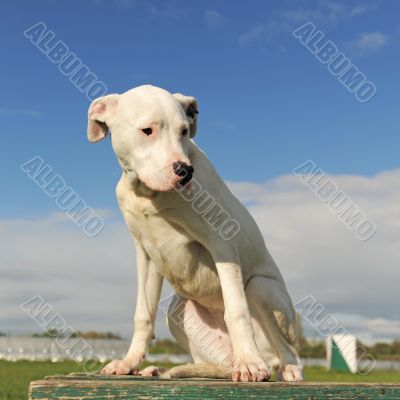 puppy dogo argentino