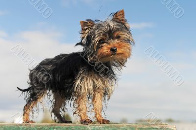 puppy yorkshire terrier