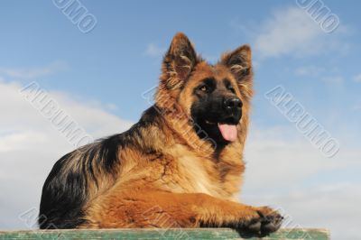  german shepherd