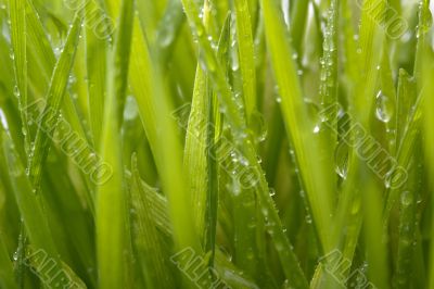 Green Grass