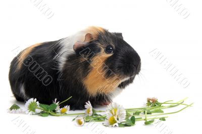 Guinea pig