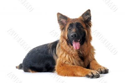 german shepherd