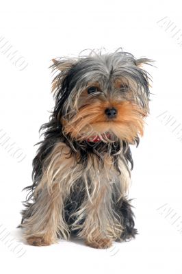 yorkshire terrier